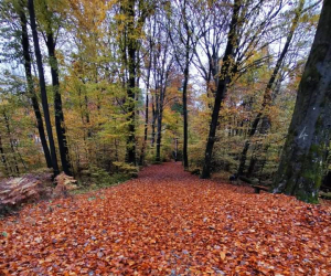 Jesensko listje6 m